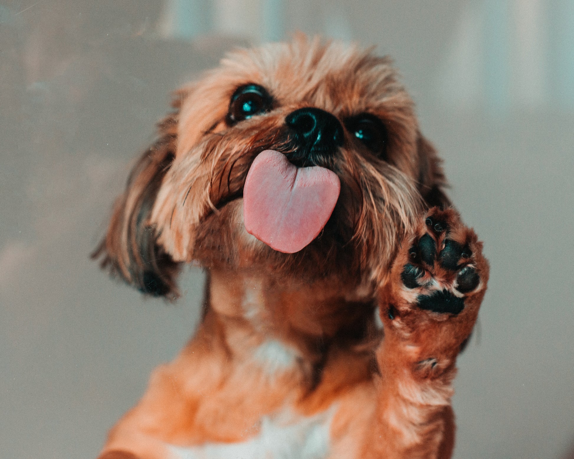 A maltese dog raising one of his paws