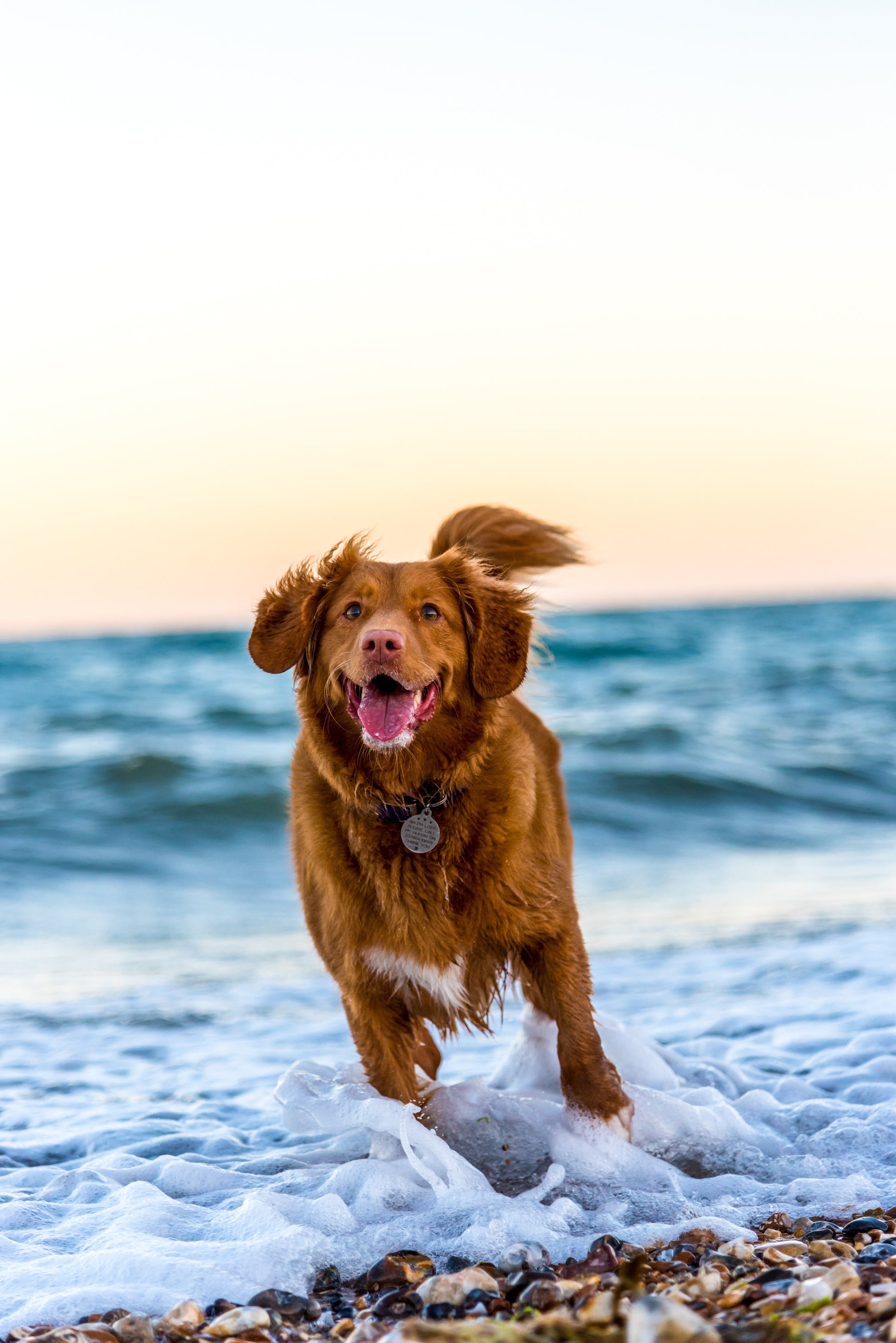 Golden retriever dog running through the sea