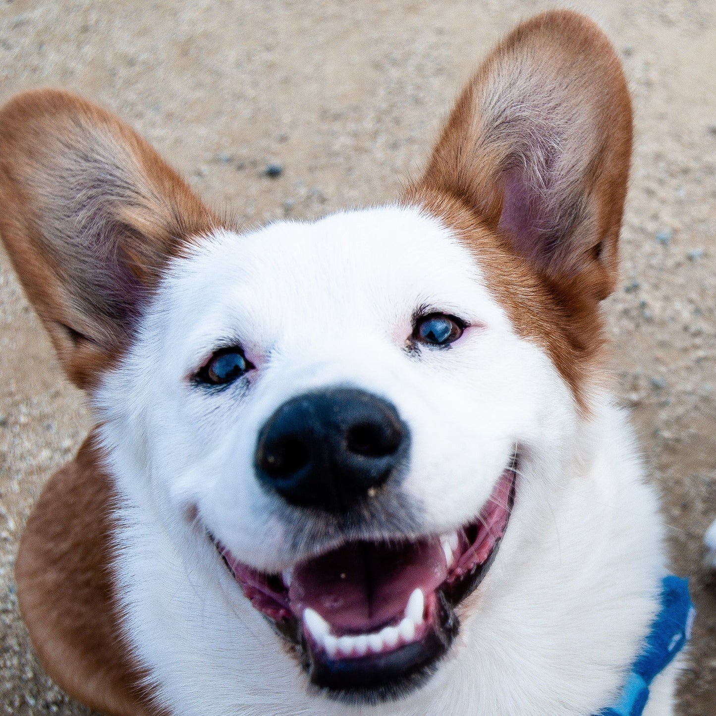 A very happy corgi dog smiling into the camera